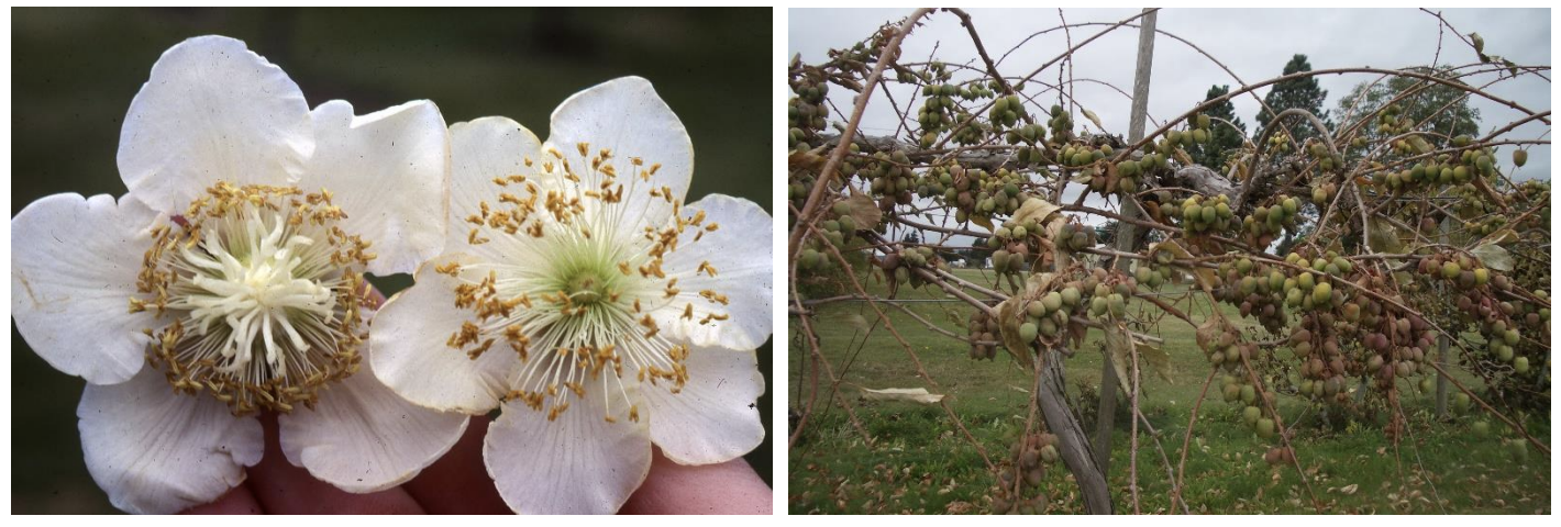 Two photos side by side. The one on the left has two white kiwi flowers and the adjacent photo is a hearty kiwi plant in full production.